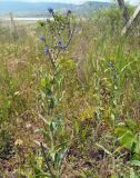 Anchusa leptophylla