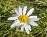 Смотреть изображение Anthemis melanoloma