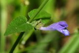 Scutellaria galericulata. Часть побега с цветком. Республика Татарстан, Волжско-Камский заповедник, оз. Раифское. 10.07.2011.