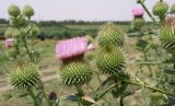 Cirsium serrulatum. Соцветия. Краснодарский край, север Кубани, хутор Гослесопитомник, используемый под пастбище берег пруда. 21.07.2011.