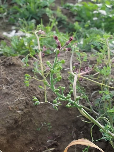 Изображение особи Fumaria officinalis.