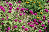 Gomphrena globosa. Верхушки цветущих растений. Крым, Никитский ботанический сад, в культуре. 23 августа 2007 г.