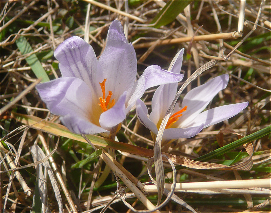 Image of Crocus reticulatus specimen.