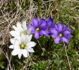 Gentiana laciniata