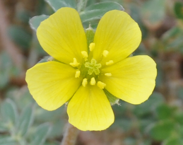 Изображение особи Tribulus terrestris.