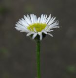 Erigeron compositus