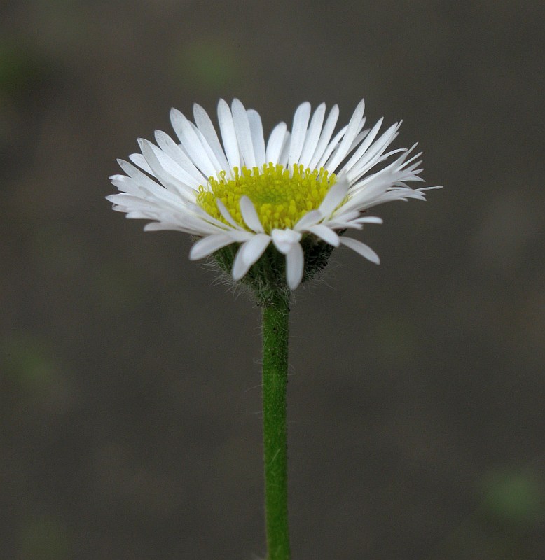 Изображение особи Erigeron compositus.