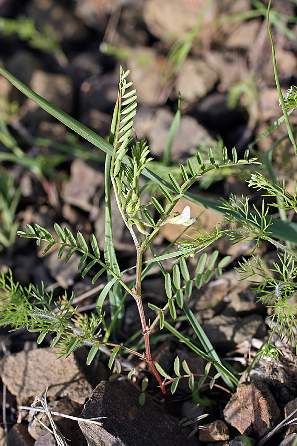 Изображение особи Astragalus schmalhausenii.