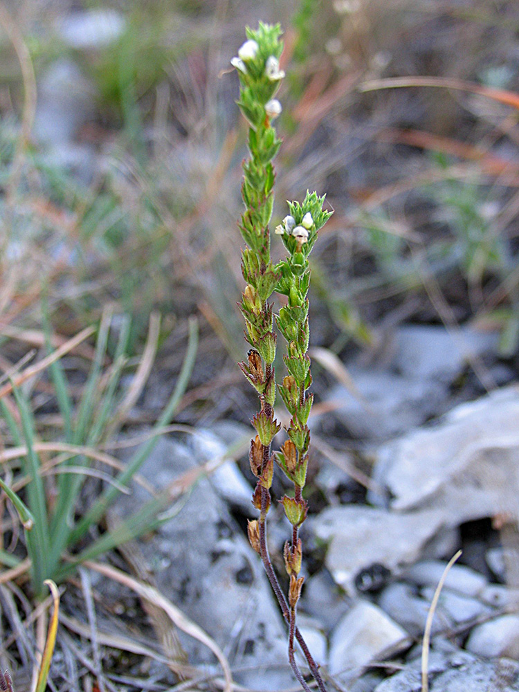 Изображение особи Euphrasia pectinata.