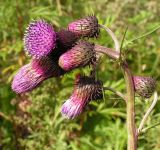 Cirsium pendulum. Верхушка побега с соцветиями. Приморский край, г. Владивосток, бухта Соболь, прибрежный склон. 06.09.2013.