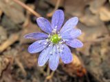 Hepatica asiatica