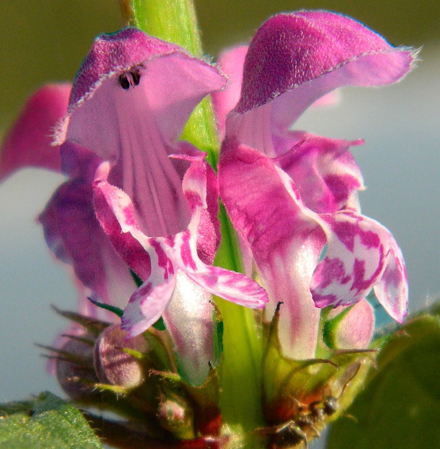 Изображение особи Lamium maculatum.