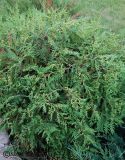 Thuja occidentalis