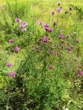 Centaurea scabiosa