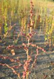 Atriplex prostrata. Соплодие. Томская обл., окр. г. Томск, илистый берег пруда-отстойника. 27.08.2009.