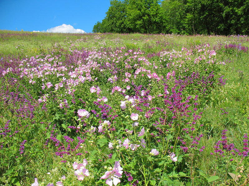 Image of Malva thuringiaca specimen.