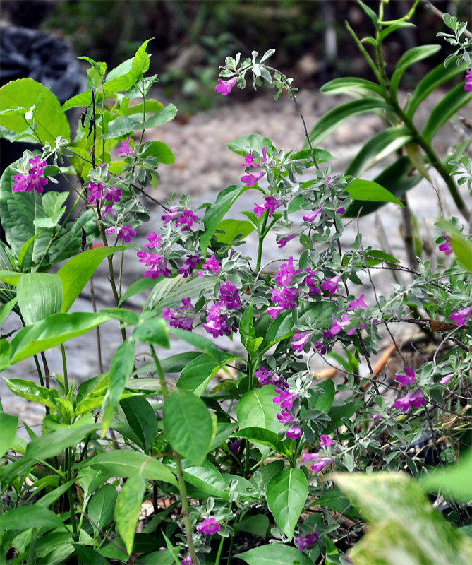 Изображение особи Leucophyllum frutescens.