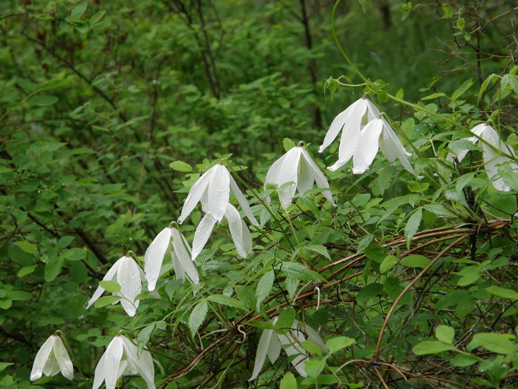 Изображение особи Atragene sibirica.