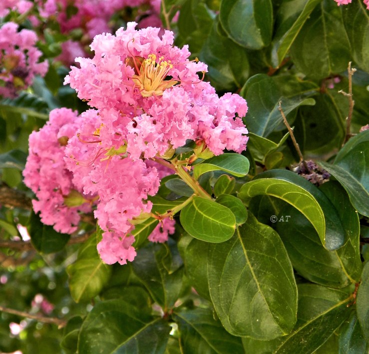 Image of Lagerstroemia indica specimen.