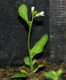 Arabidopsis thaliana