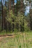 Rumex thyrsiflorus. Верхушки побегов с соцветиями. Ленинградская обл., Лужский р-н, 136 км шоссе М-20, сосняк травяно-зеленомошный на песке, поляна. 02.07.2016.