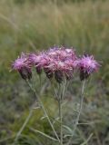 Saussurea salicifolia