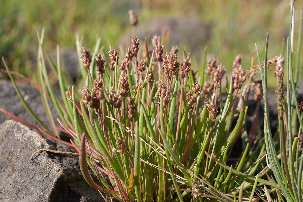 Изображение особи Plantago schrenkii.