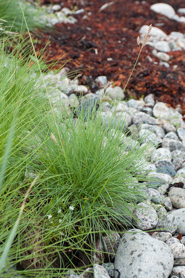 Изображение особи Festuca richardsonii.