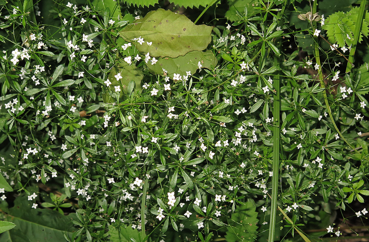 Изображение особи Galium davuricum.