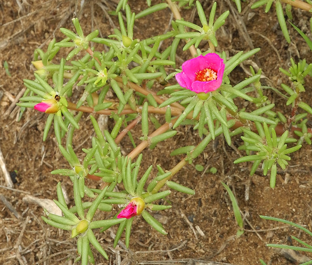 Image of Portulaca grandiflora specimen.