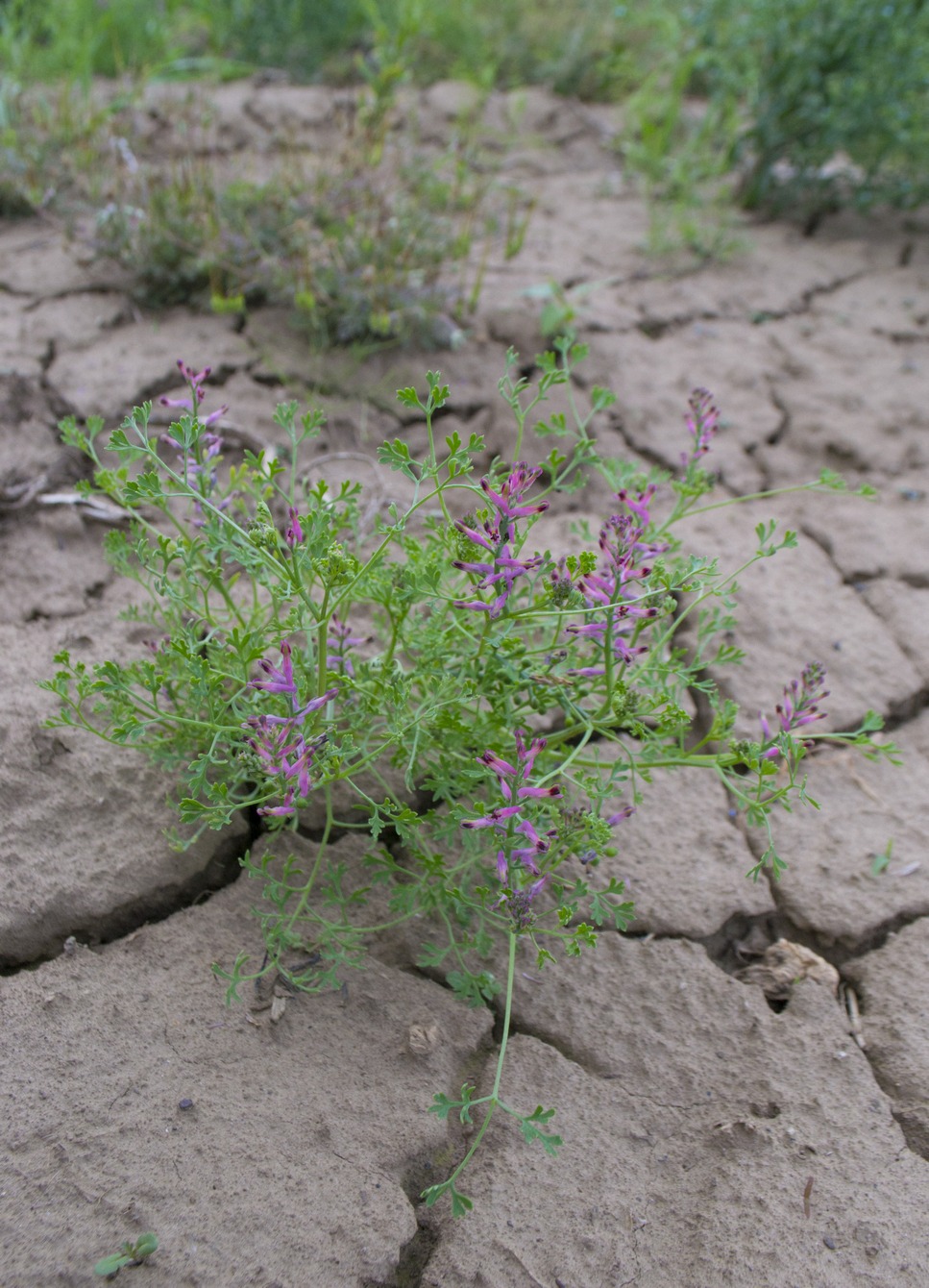 Изображение особи Fumaria officinalis.