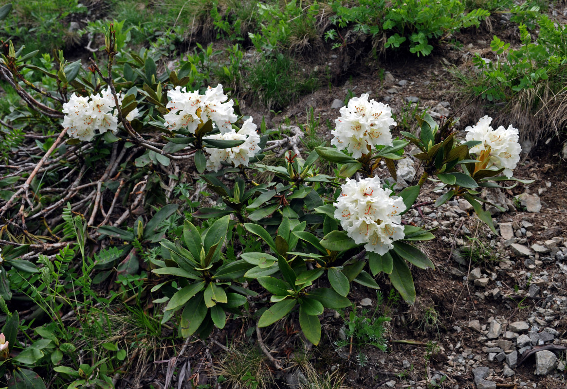 Изображение особи Rhododendron caucasicum.