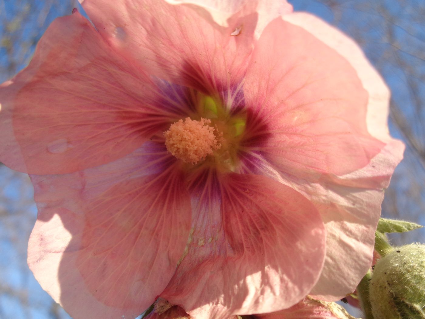 Изображение особи Alcea rosea.