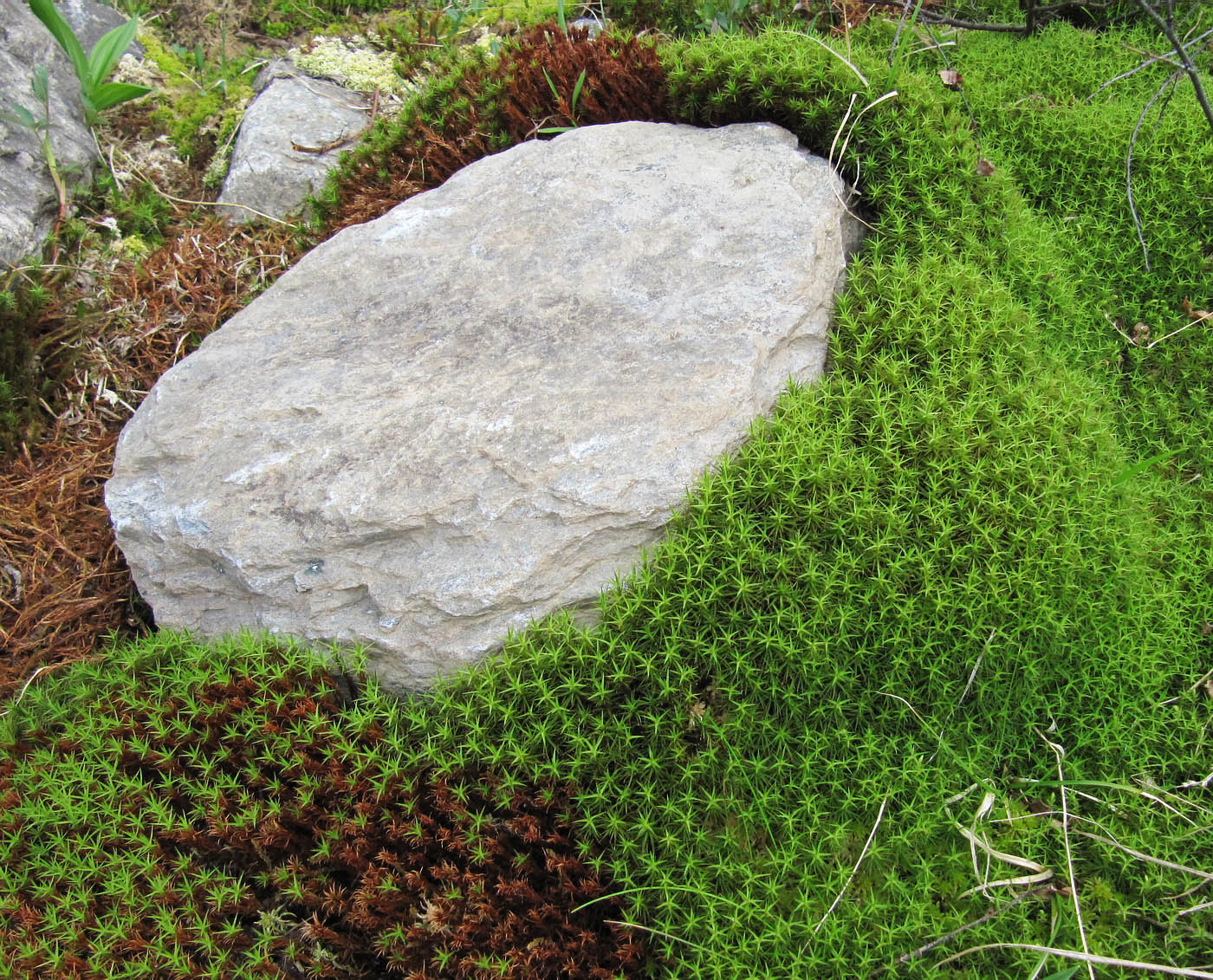 Изображение особи Polytrichum juniperinum.