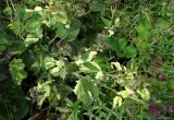 Arctium tomentosum