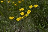 Anthemis подвид pectinata