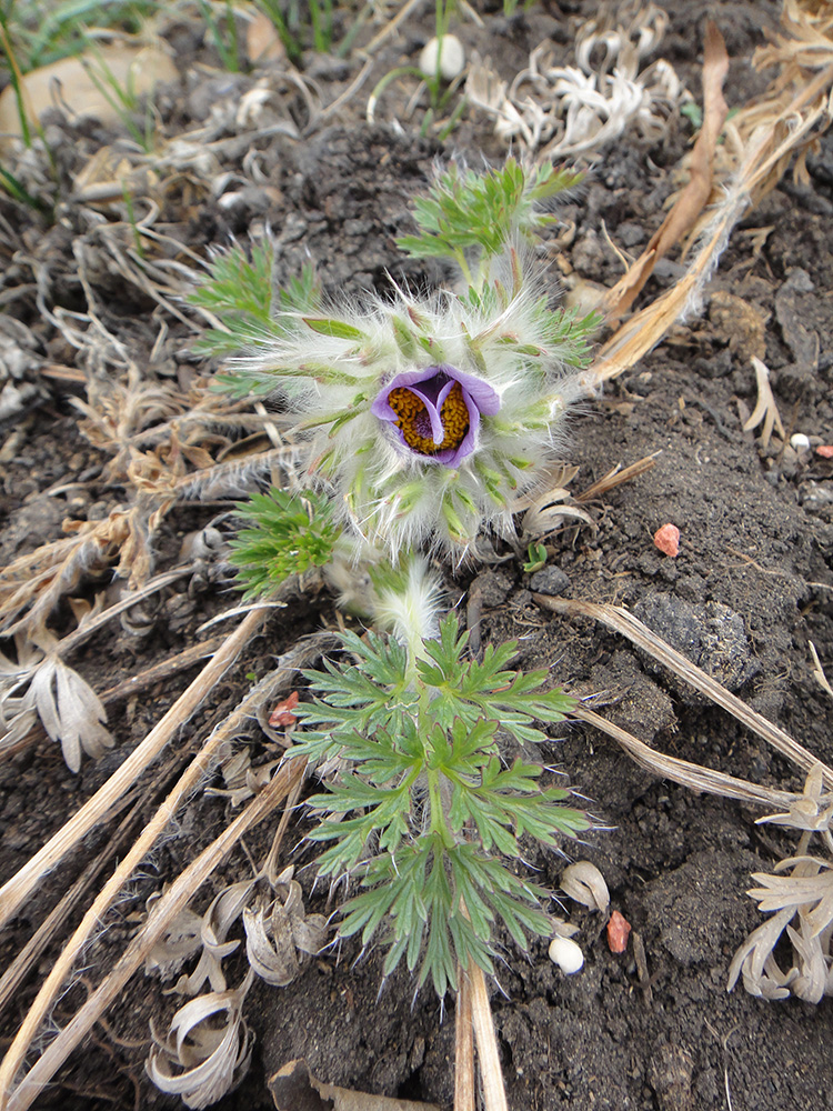 Изображение особи Pulsatilla turczaninovii.