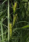 Carex vesicaria