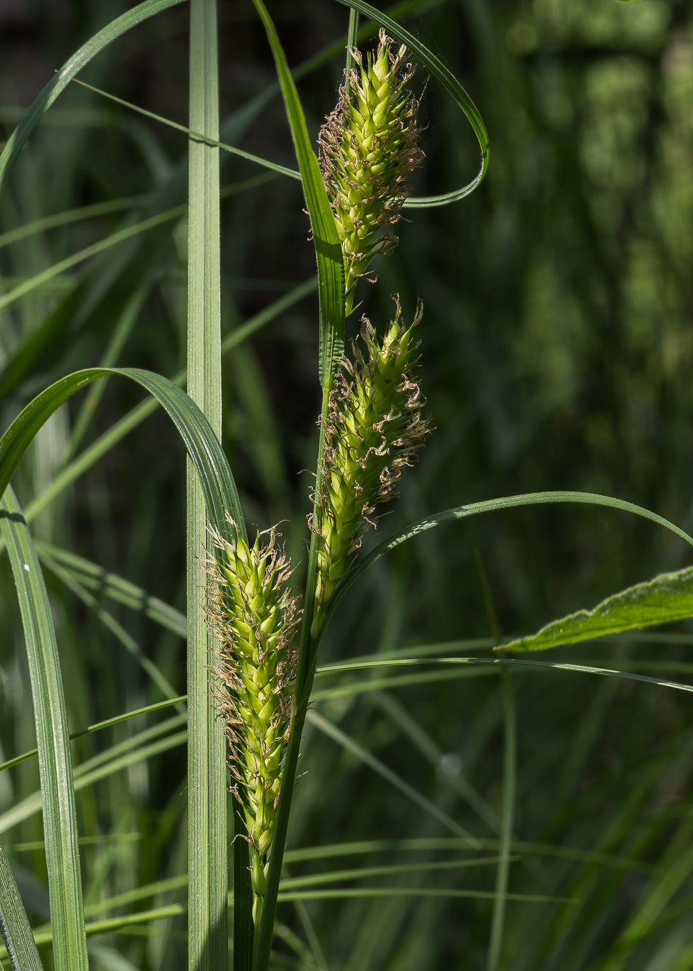 Изображение особи Carex vesicaria.