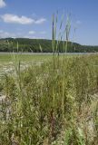 род Typha. Цветущие растения. Краснодарский край, Крымский р-н, окр. станицы Гладковская, зарастающее травой обсохшее дно пруда. 03.06.2018.