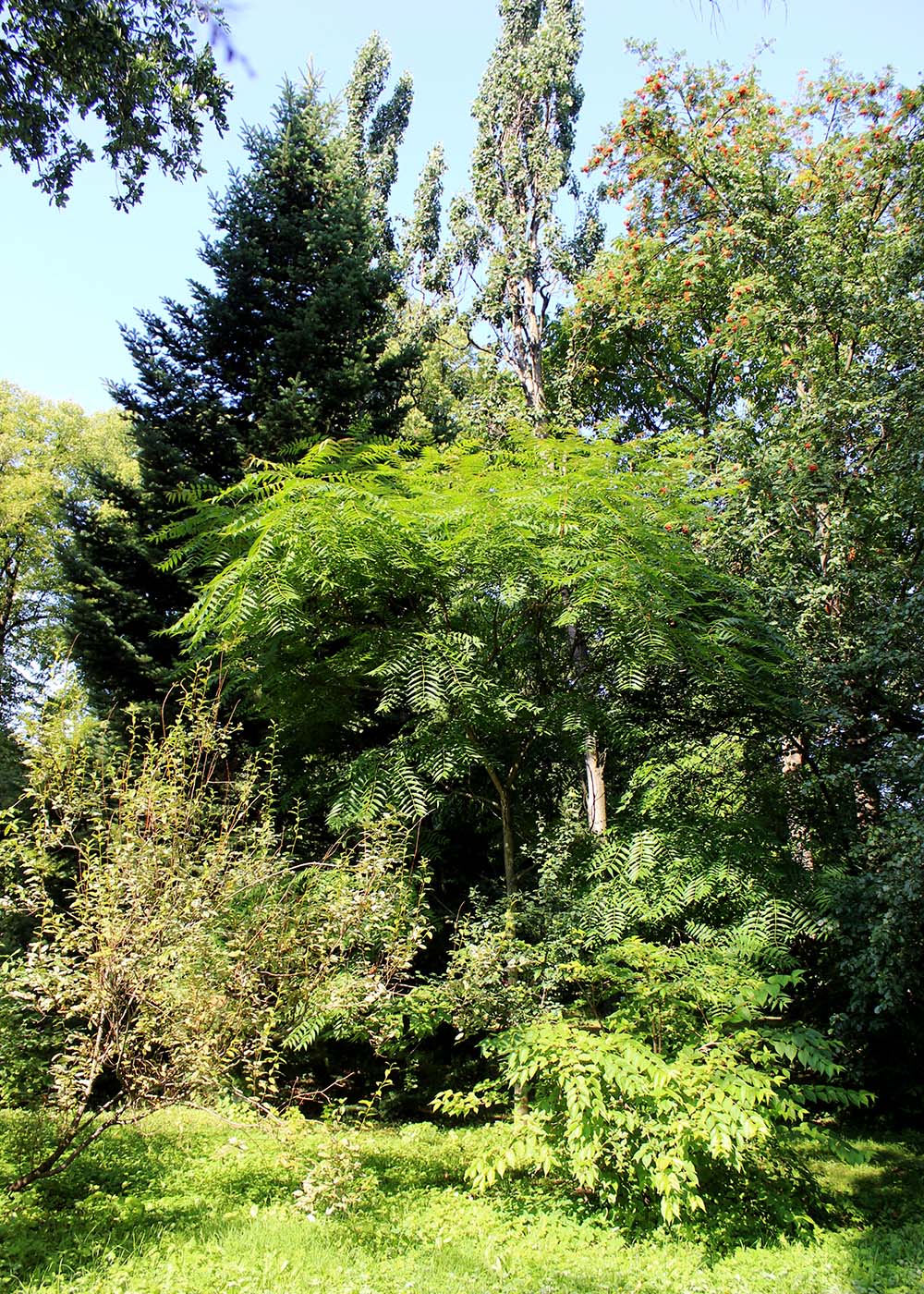 Изображение особи Ailanthus altissima.