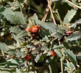 Atriplex semibaccata