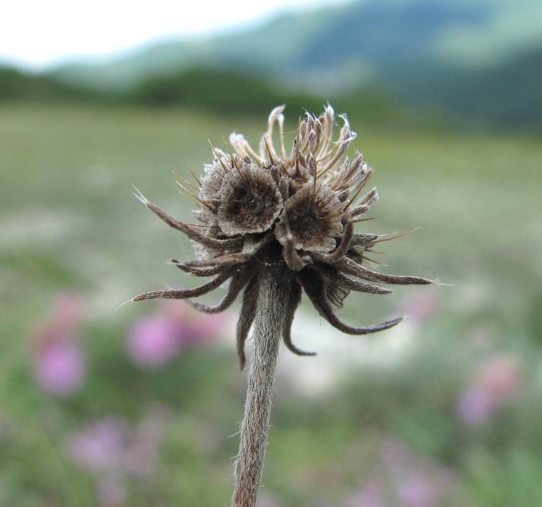 Изображение особи Scabiosa bipinnata.