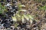 Hordeum jubatum