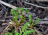 Athyrium filix-femina