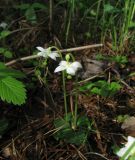 Moneses uniflora