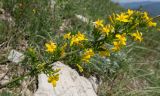 Jasminum fruticans