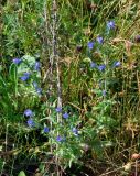 Echium vulgare. Цветущие растения. Челябинская обл., Сосновский р-н, берег оз. Малый Кременкуль, залежь. 27.07.2020.