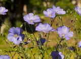 Linum austriacum. Верхушки цветущих и бутонизирующих побегов. Пермский край, пос. Юго-Камский, в озеленении. 17 июня 2020 г.