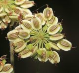 Angelica anomala